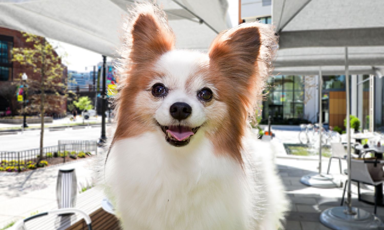 national dog day washington dc noma marrow hotel le clou pet friendly hotel